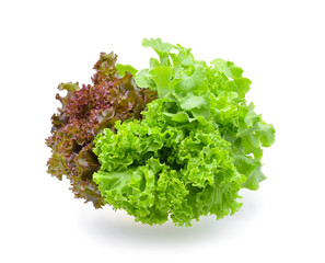 Fototapeta premium Red and green oak lettuce on white background.