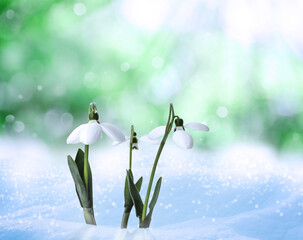 Beautiful tender snowdrops outdoors on sunny day. First spring flowers