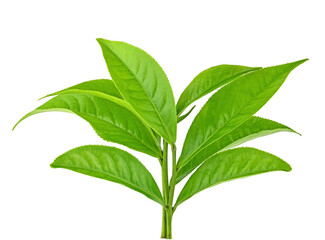 Green tea leaf isolated on white background