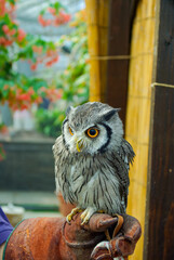 するどいフクロウの眼差し