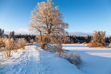 Schneebedeckte sonnige Winterlandschaft mit Baum im Vogelsberg