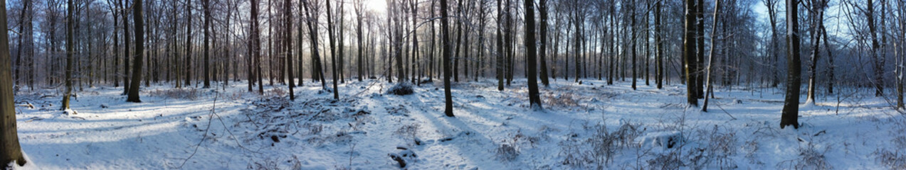Forest covered in snow panorama