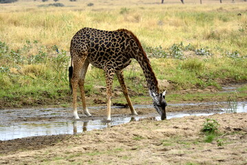 Naklejka na ściany i meble Tarangire - Drinking giraffe