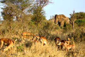 Tsavo - Slon africký a Impaly © Lukas