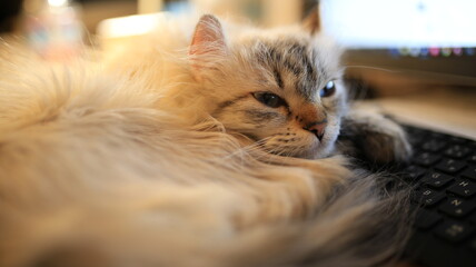 仕事の邪魔をする猫