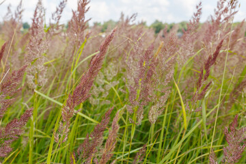 Blooming grass in the meadow. Calamagrostis. Close-up and selective focus.