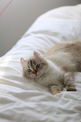 ベッドで遊ぶ猫