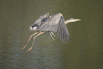 Grey heron flying over lake, Ann Arbor