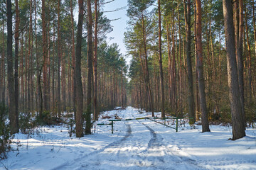 Naklejka premium zimowa droga przez las