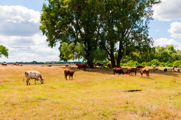 Obraz premium A herd of cows and sheep graze together in a field.