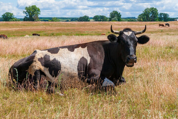 Resting, after grazing, a cow.