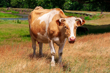 Spotted cow, close-up.