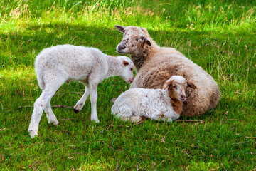 Obraz premium Cute white lambs with mom.