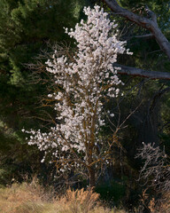 Wild almond tree with flowers alone in the mountains before a big and green pine tree