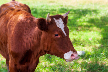 Red cow with a white spot on the forehead.