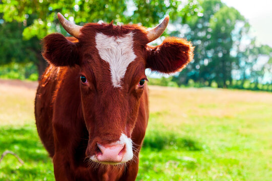 Red cow with a white spot on the forehead.