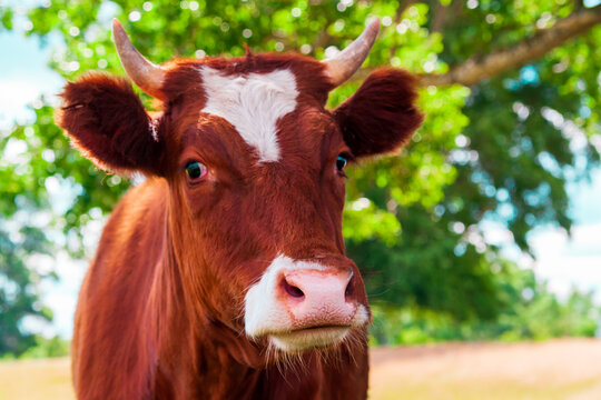 Red cow with a white spot on the forehead.