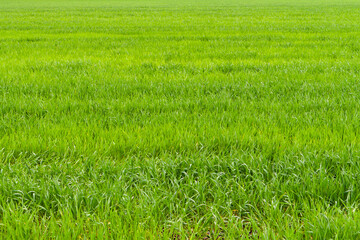 Young green grass as a background. A field of green succulent grass.