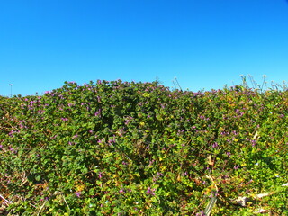 Fototapeta na wymiar 朝日の当たる早春の野原ののり面に咲くホトケノザ