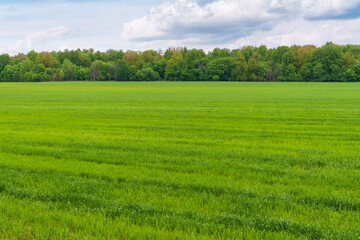A large green field of winter rye against the background of a spring forest.