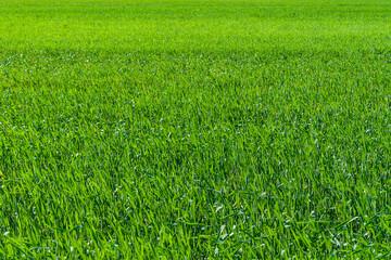 Young green grass as a background.