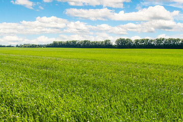 A large green field of winter rye against the background of a spring forest.