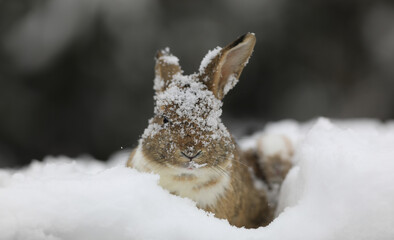 winter portrait of brown rabbit in the snow