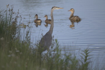 Heron fishing on lake with ducks