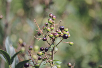 Blumen in der Schweiz