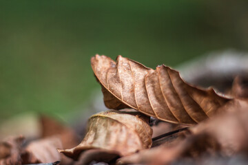 Yellow/Brown Leaves On The Ground In Fall. Background made with brown dry leaves and illuminated with soft light. Dead leaves shot ideal for backgrounds and textures. A Classic Symbol of Autumn.
