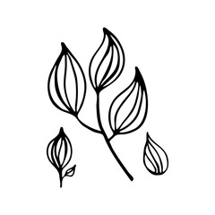 Doodle botany element. Hand-drawn images of flora. Image for various designs.
