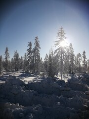 Snow-covered forest in the morning in northern Yakutia