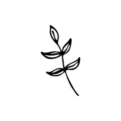 Doodle botany element. Hand-drawn images of flora. Image for various designs.