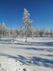 Snow-covered forest in the morning in northern Yakutia