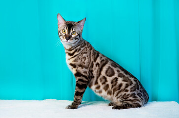 Purebred Bengal cat, leopard color. Photo of a cat sitting in the studio