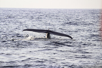 Wale begutachten in Sri Lanka