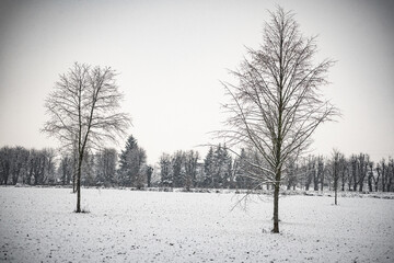 Fototapeta premium snow covered trees