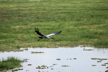 Tierpark mit wilden Tieren in Sri Lanka