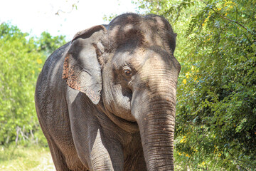 Fototapeta na wymiar Elefanten Wild Park