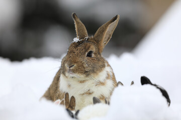 family of rabbits with bunnies in the snow