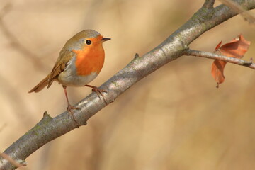 Cute little bird, European robin