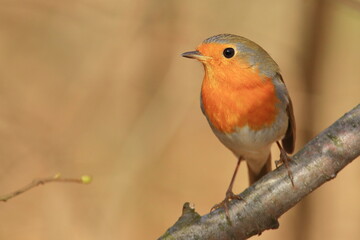 Cute little bird, European robin