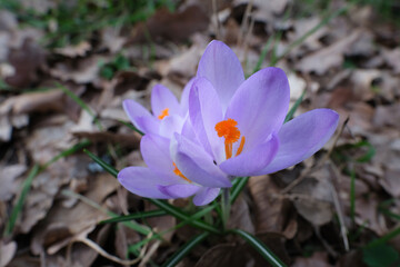 Close-up of purple Crocus flower in spring.