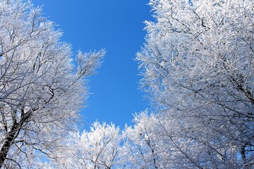 snow covered trees