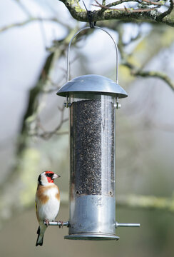 Goldfinch