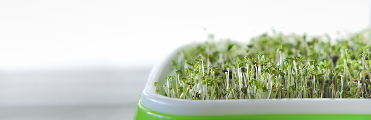 Growing fresh micro greens, raw sprouts in sprouter. The concept of a healthy lifestyle and diet. Microgreen are young vegetable green or sprouts, superfood, eco food. banner size.