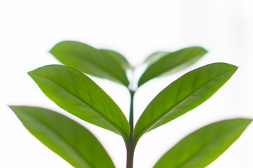 Beautiful fresh tea tree leaves