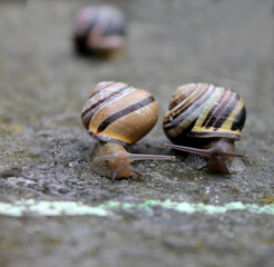 Schneckenrennen