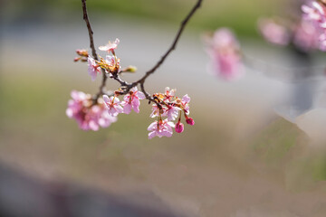 Cerejeiras no Japão.