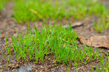 The first spring grass after the snow melted